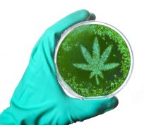 Largest Report on Cannabis Use Confirms Medical Benefits and Highlights Some Concerns shutterstock 553718719