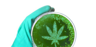 Largest Report on Cannabis Use Confirms Medical Benefits and Highlights Some Concerns shutterstock 553718719