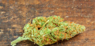 Sheriff: Jeff Sessions May Keep Status Quo for Cannabis Law shutterstock 488541157