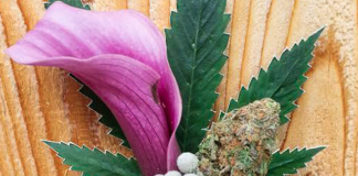 Irie Weddings Helps Arrange Marriages Between Cannabis and Receptions Screen Shot 2017 03 27 at 2.37.49 PM