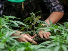 5 of Today’s Hottest Debates in Marijuana Growing shutterstock 359321777