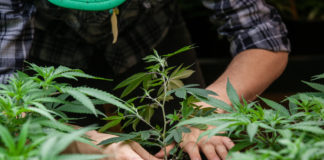 5 of Today’s Hottest Debates in Marijuana Growing shutterstock 359321777