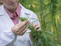 Jeff Sessions: “Maybe Science Will Prove Me Wrong” on Marijuana shutterstock 468875345