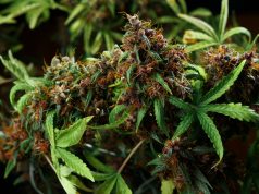 West Virginia Considers Marijuana Legalization shutterstock 514414240