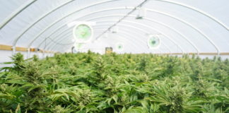 How to Grow Cannabis: A Guide for New Growers shutterstock 470312240