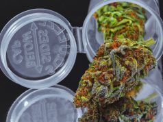 Four State Update: California Police Complain About Gov. Brown’s Pot Plan, Nevada… shutterstock 543465772