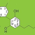 Study shows Benefits of CBD on Rare Form of Epilepsy CBD elemental diagram