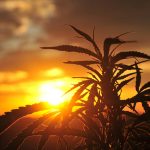 Four State Update: Michigan Residents Push For Legalization, New Jersey… pot leaf