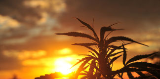 Four State Update: Michigan Residents Push For Legalization, New Jersey… pot leaf