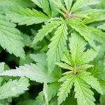 Koch Brothers Become Unlikely Ally for Marijuana Reform? shutterstock 629635739