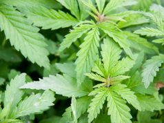 Koch Brothers Become Unlikely Ally for Marijuana Reform? shutterstock 629635739