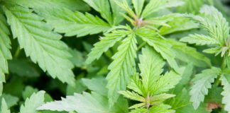 Koch Brothers Become Unlikely Ally for Marijuana Reform? shutterstock 629635739