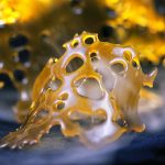 Extraction Essentials shatter pic