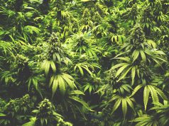 Marijuana Advocate Evan Nison, Owner and Founder of NisonCo shutterstock 354999053