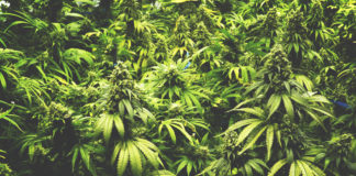 Marijuana Advocate Evan Nison, Owner and Founder of NisonCo shutterstock 354999053