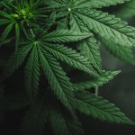 Feds Hold ‘Secret’ Meeting With Officials in Colorado About Marijuana Regulations shutterstock 662149828