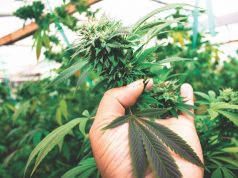 Cannabis Conservation is a Delicate Balance CANNABIS CONSERVANCY