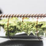 It is Time to Get The Whole Thing Right on Cannabis CANNABIS MANUFACTURERS