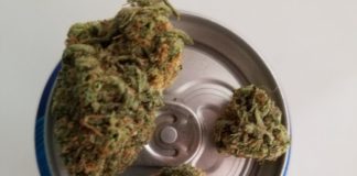 Lagunitas to Brew IPA Cannabis Beer Lagunitas Supercritical Beer e1503437843607