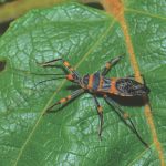 It’s a Bug-Eat-Bug World for Marijuana Growers Pesticides Cannabis