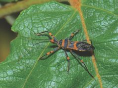 It’s a Bug-Eat-Bug World for Marijuana Growers Pesticides Cannabis