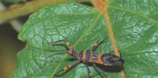 It’s a Bug-Eat-Bug World for Marijuana Growers Pesticides Cannabis