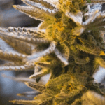 American Cannabis Company, Inc. Announces It Has Secured A Contract With A New Client In California Screen Shot 2017 08 15 at 1.58.16 PM