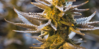 American Cannabis Company, Inc. Announces It Has Secured A Contract With A New Client In California Screen Shot 2017 08 15 at 1.58.16 PM