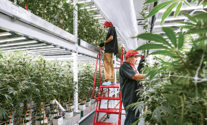Marijuana Growing Technology
