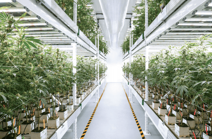 Marijuana Growing Technology
