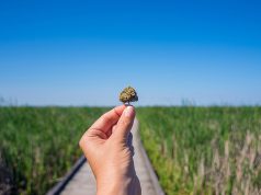 The “Big Fix” For Los Angeles Cannabis Laws legal 1