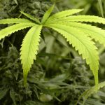 Anti-Marijuana Group Urges Sessions to Take Action Against Industry shutterstock 342978869