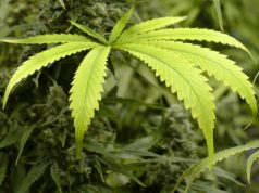 Anti-Marijuana Group Urges Sessions to Take Action Against Industry shutterstock 342978869