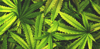 National Hispanic Caucus Calls for Legalizing Cannabis shutterstock 348038528