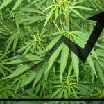 Wholesale Cannabis Markets Stabilize, But That Could Soon Change