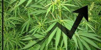 Wholesale Cannabis Markets Stabilize, But That Could Soon Change