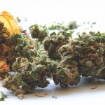 Michigan Marijuana Dispensaries Can Stay Open, For Now Michigan dispensaries