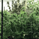 Marijuana Horticulture Lighting Companies are Illuminating the Way Forward Screen Shot 2017 09 12 at 2.54.20 PM