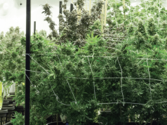 Marijuana Horticulture Lighting Companies are Illuminating the Way Forward Screen Shot 2017 09 12 at 2.54.20 PM