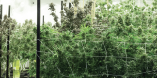 Marijuana Horticulture Lighting Companies are Illuminating the Way Forward Screen Shot 2017 09 12 at 2.54.20 PM