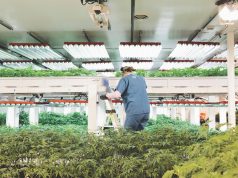 Grow Ops, Maker of Phat Panda, Has Created the Perfect Marijuana Strain Factory growopfarms 008 cc