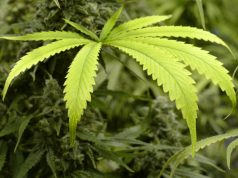 San Diego Legalizes Local Marijuana Production weed pic