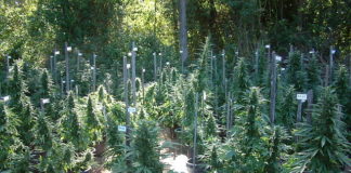 Increased Calls for Loosening of Federal Restrictions on Medical Cannabis Research