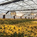 How Will California Handle the Regulatory Challenges Brought on by Recreational Marijuana? CS Jerry Denny1