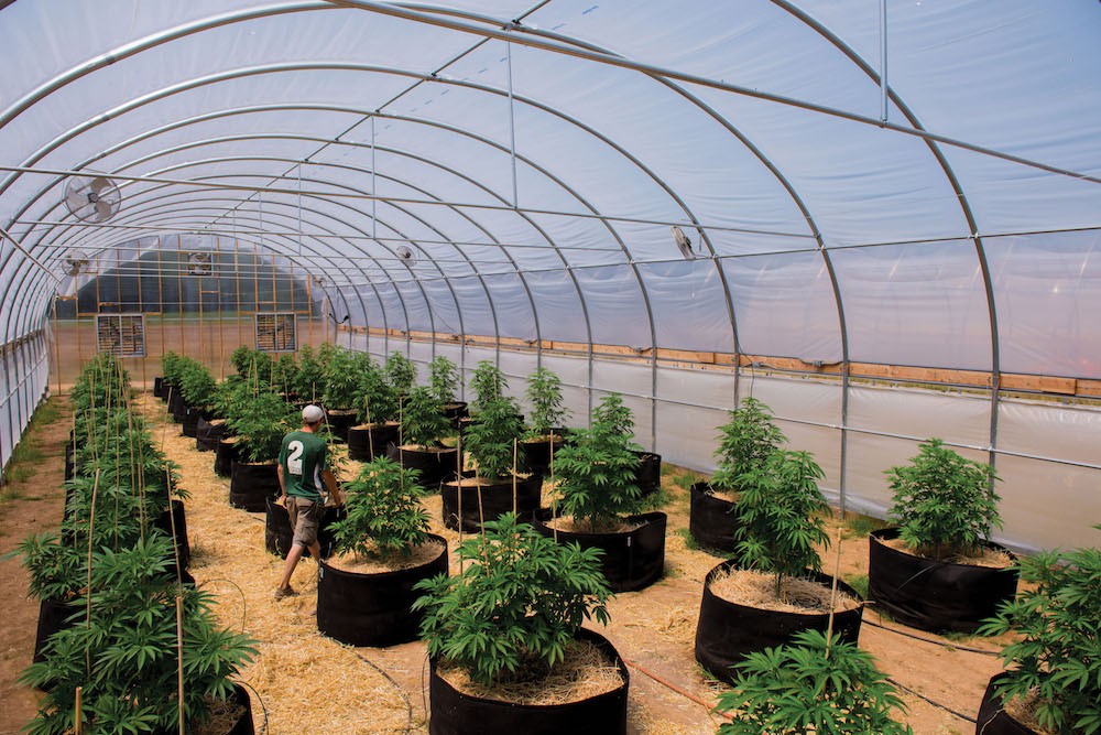 California Marijuana Legalization GrowSpan Greenhouse Structures