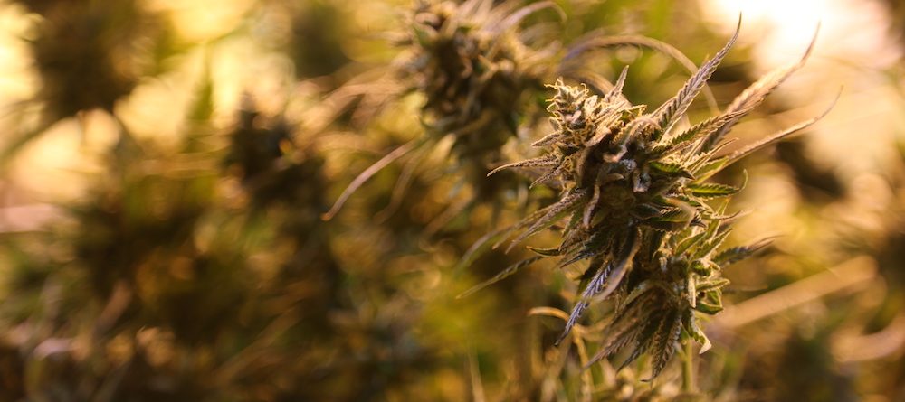 California Marijuana Legalization GrowSpan Greenhouse Structures