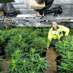 Data Shows Increased Indoor Grows in California, Alongside Seizures Million pound drugs haul UK mgretailer
