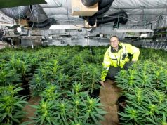 Data Shows Increased Indoor Grows in California, Alongside Seizures Million pound drugs haul UK mgretailer