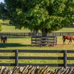 Kentucky Lawmaker Proposes Legalizing Marijuana to Address State Budget Shortfall shutterstock 674960908