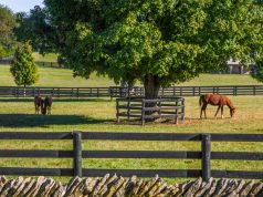 Kentucky Lawmaker Proposes Legalizing Marijuana to Address State Budget Shortfall shutterstock 674960908